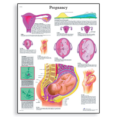 poster zwangerschap